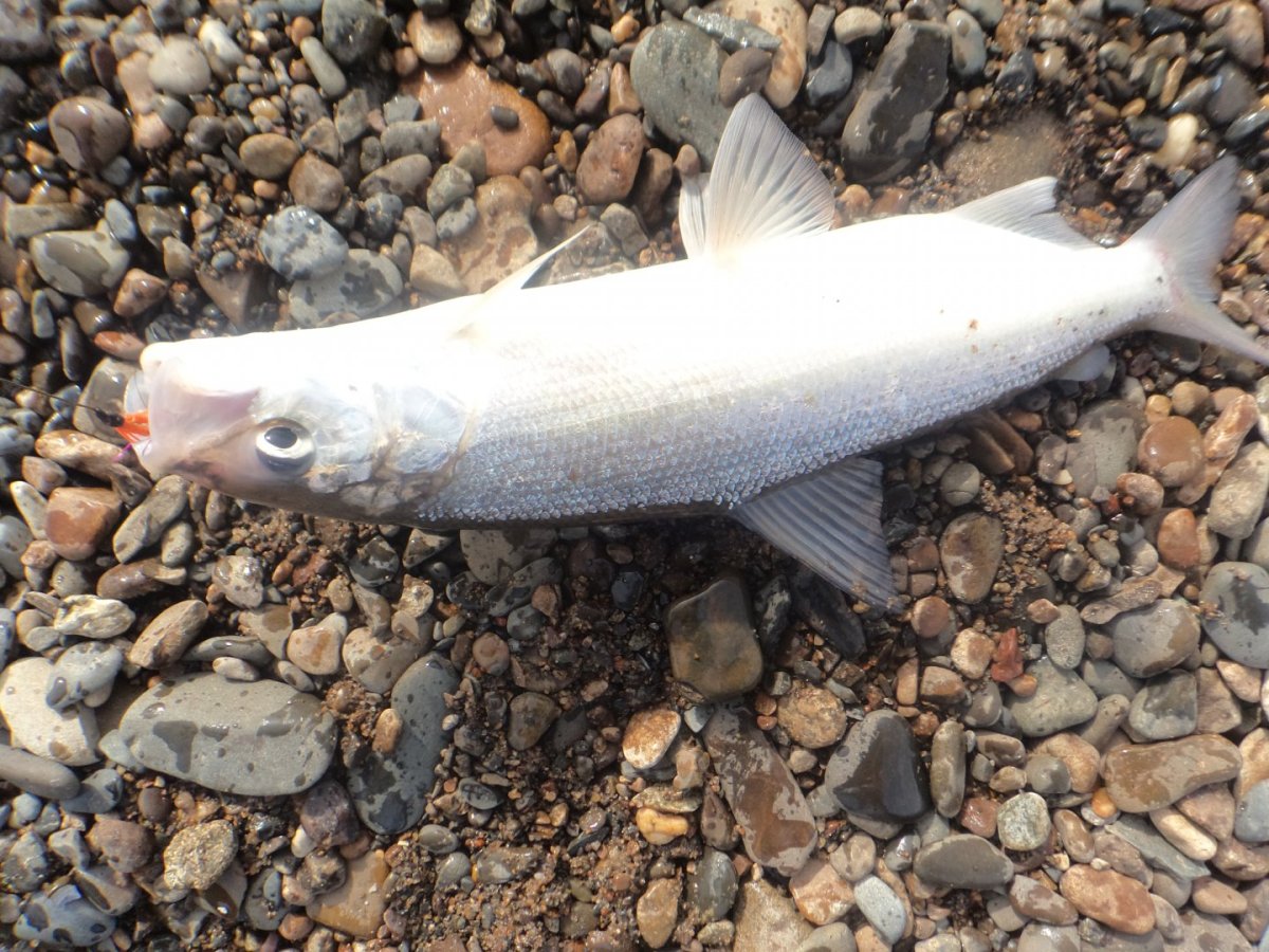 Красная рыба чавыча