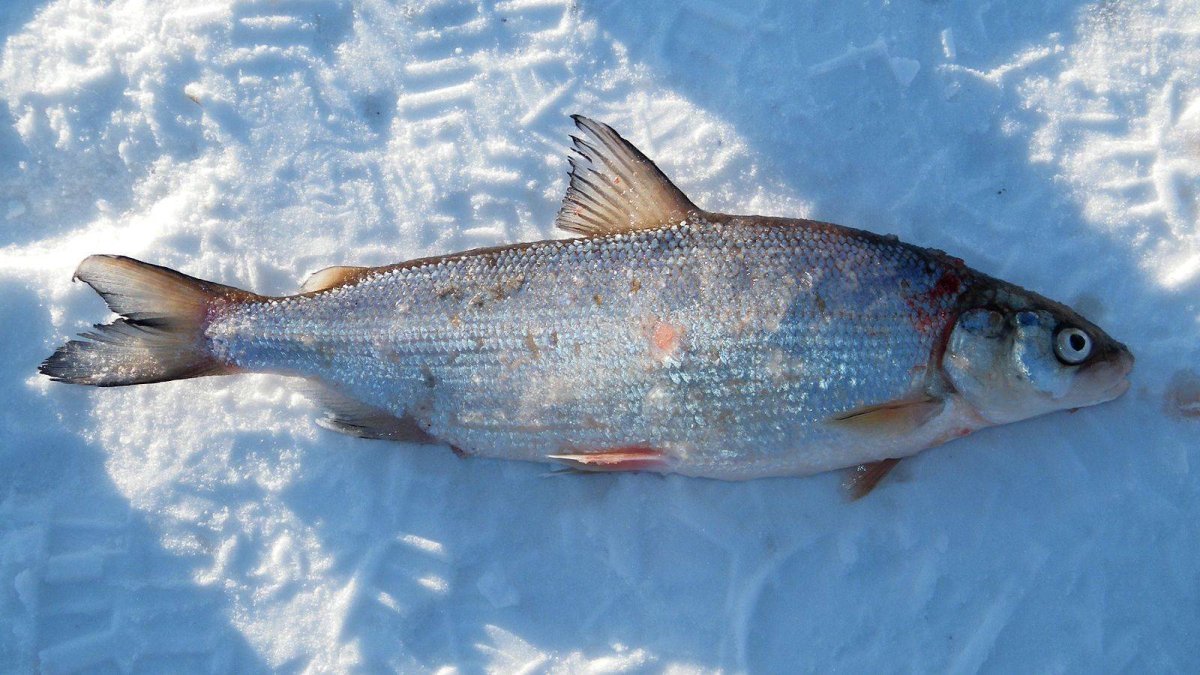 Сиг валёк рыба