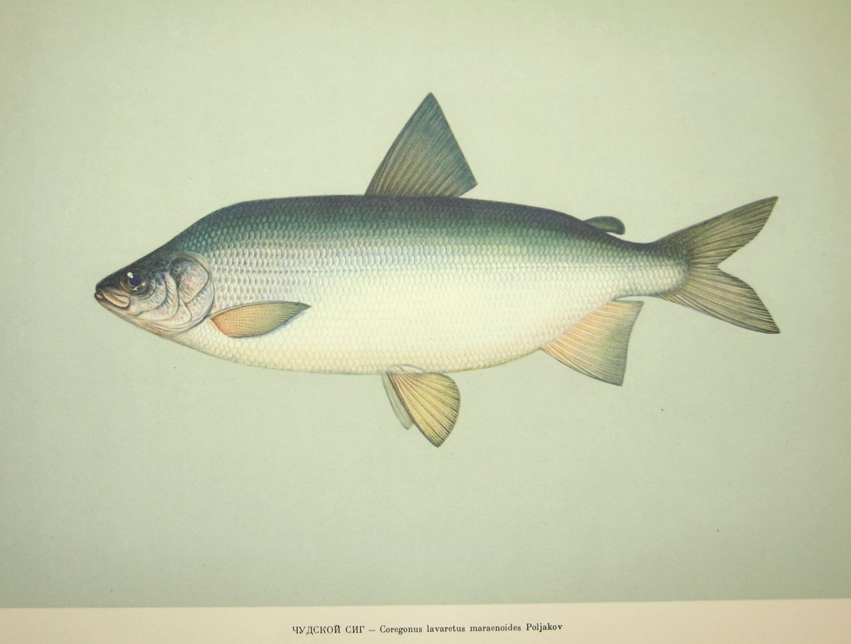 Северная рыба муксун