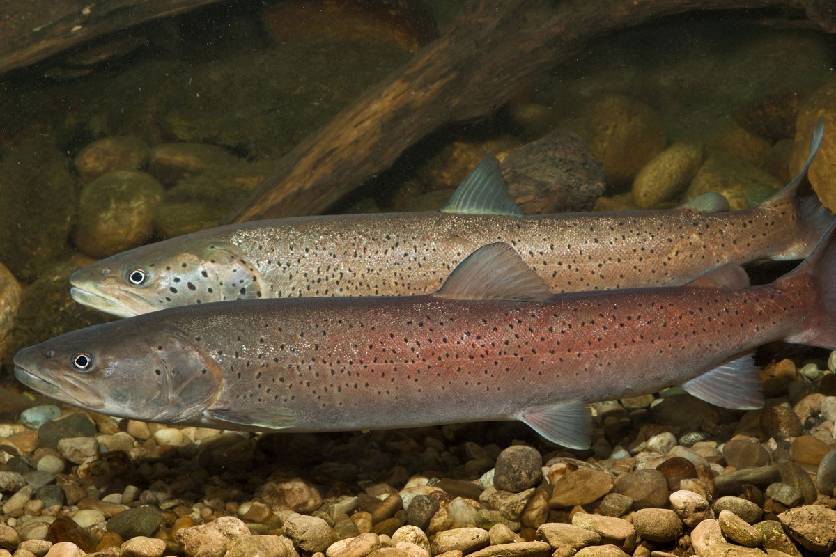 Рр4 бунесаны