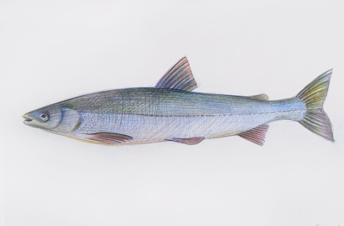 Род Coregonus (сиги)