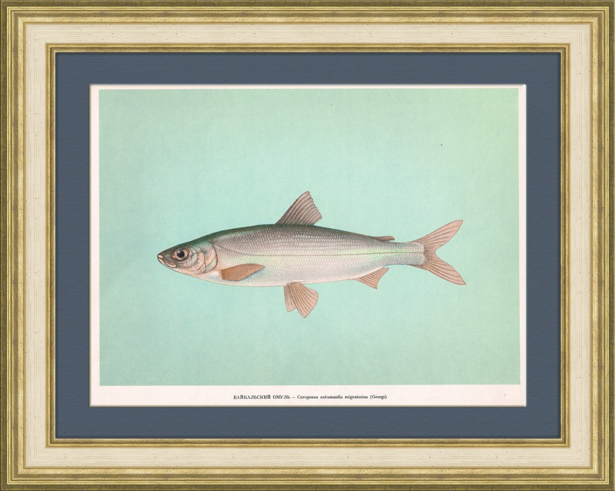 Советские плакаты про рыбу