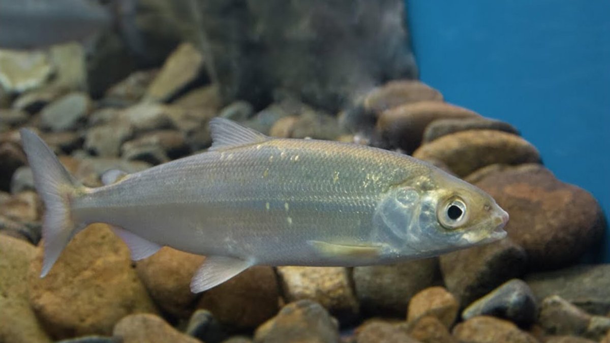 Байкальская рыба омуль