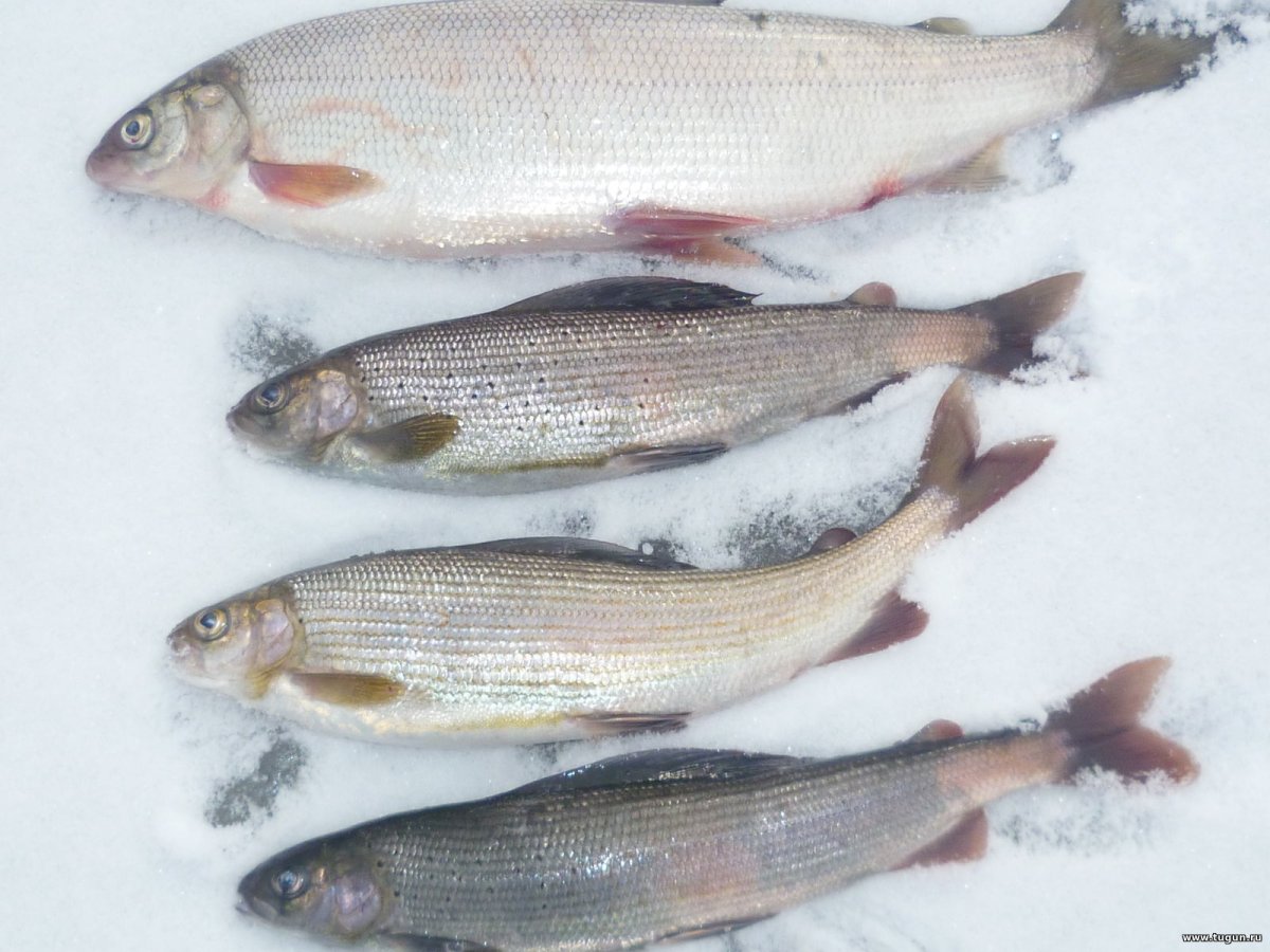 Раскраски рыбы Байкальский омуль