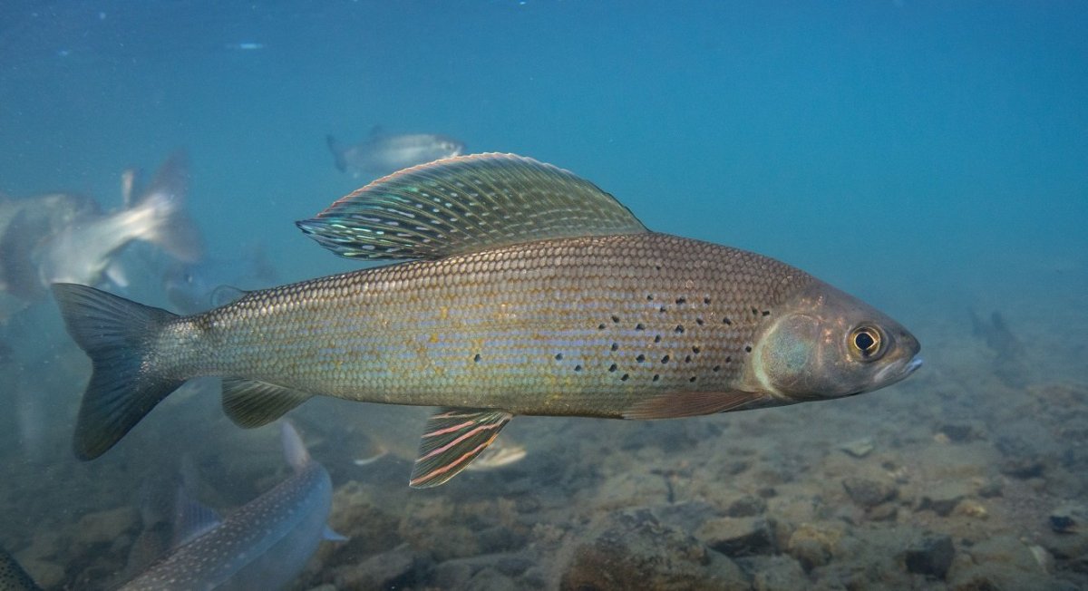 Сибирский хариус - Thymallus arcticus