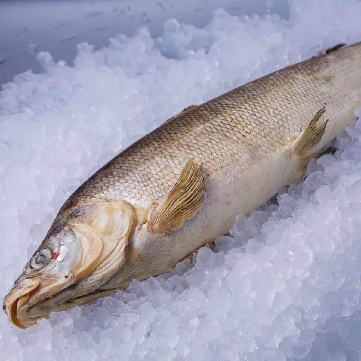 Coregonus clupeaformis рыба