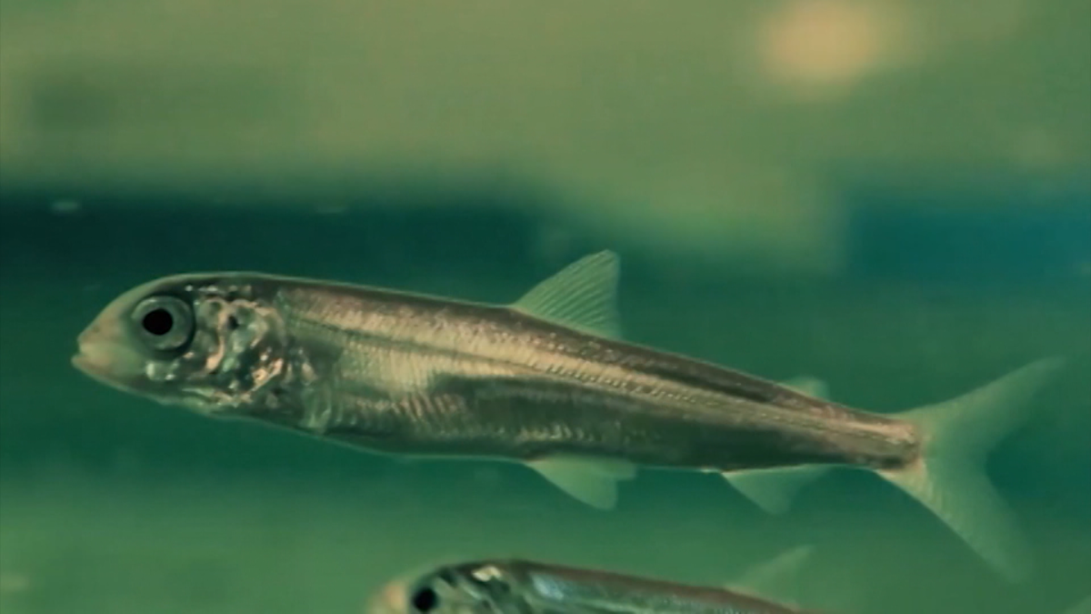 Пыжьян рыба