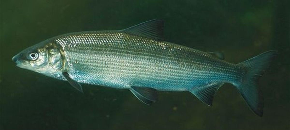 Пелядь, муксун