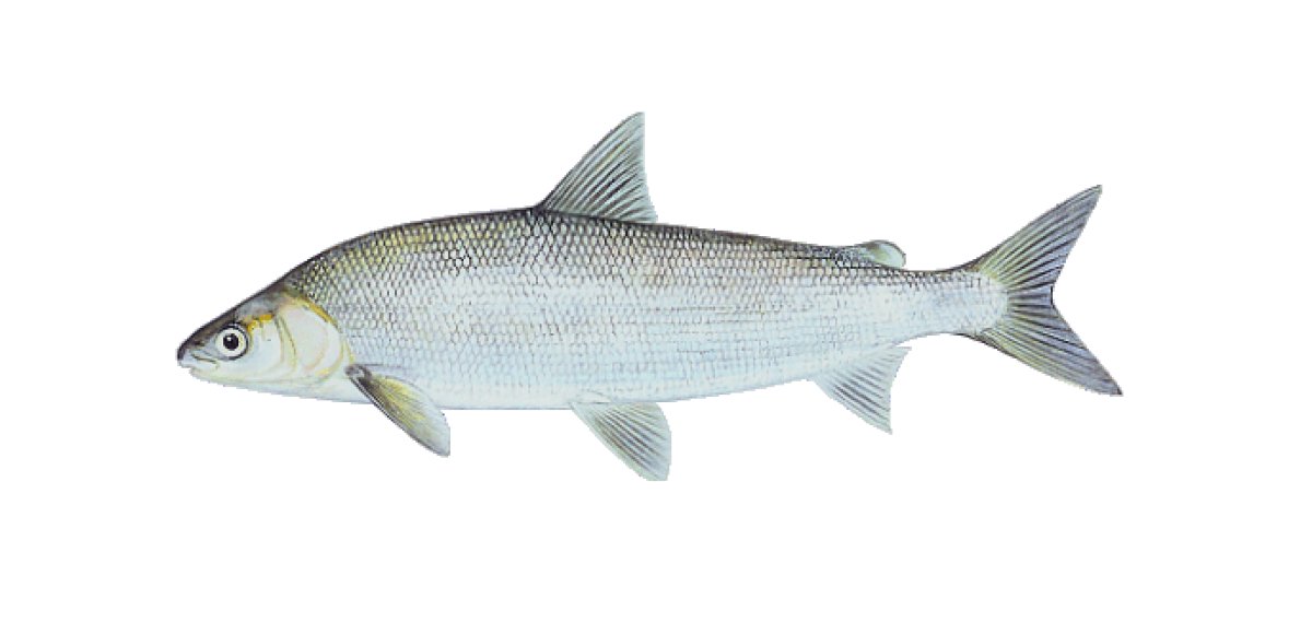 Белый омуль рыба