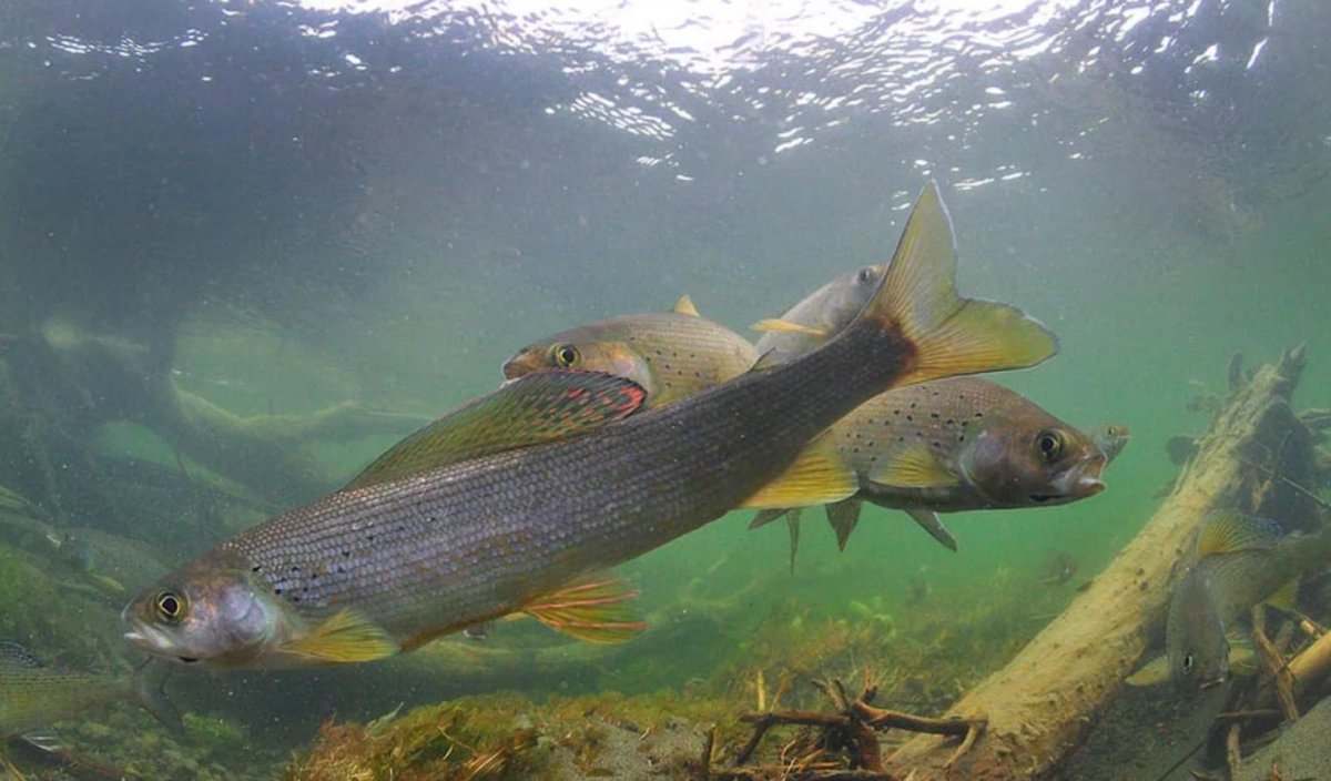 Рыба сырок пелядь