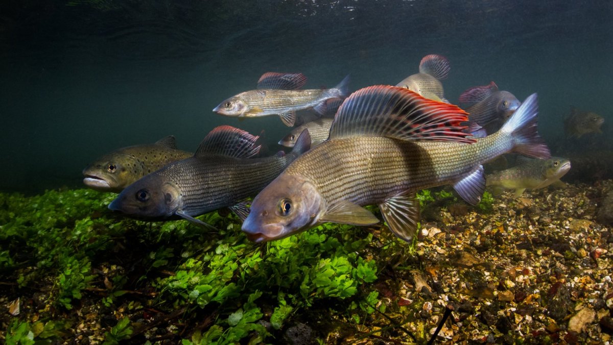 Рыба подо льдом
