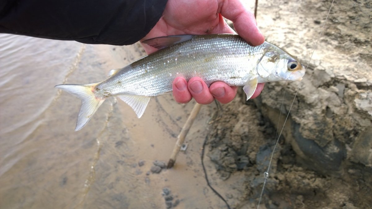 Озеро Байкал Нерпа Байкальская