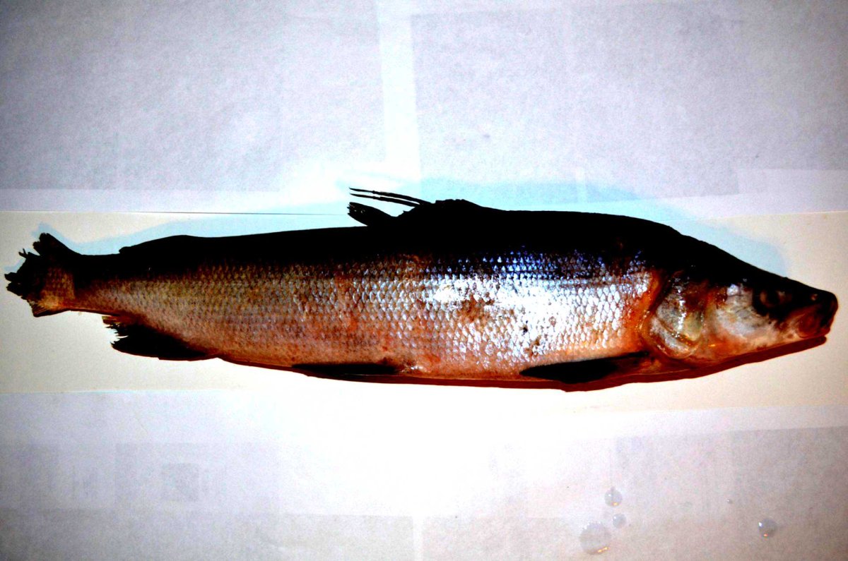 Северные рыбы Якутии