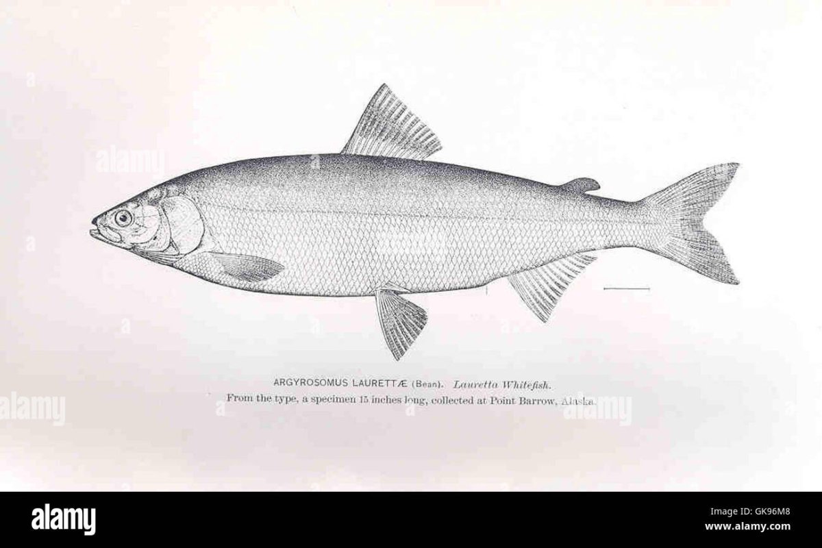 Омуль рисунок