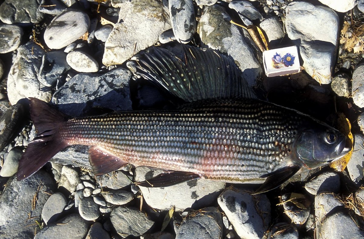 Таймень рыба