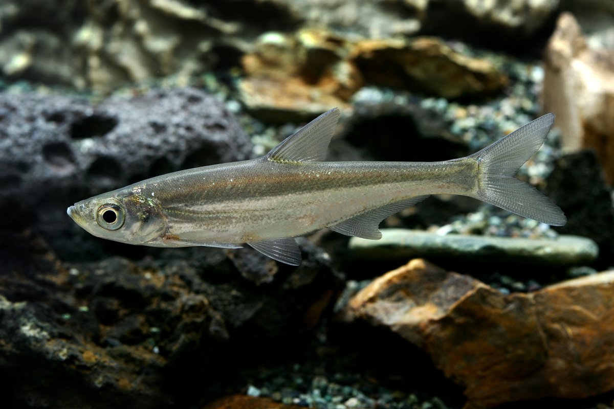 Рыба сиг и Нельма