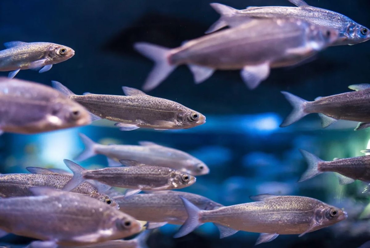 Рыба сырок пелядь