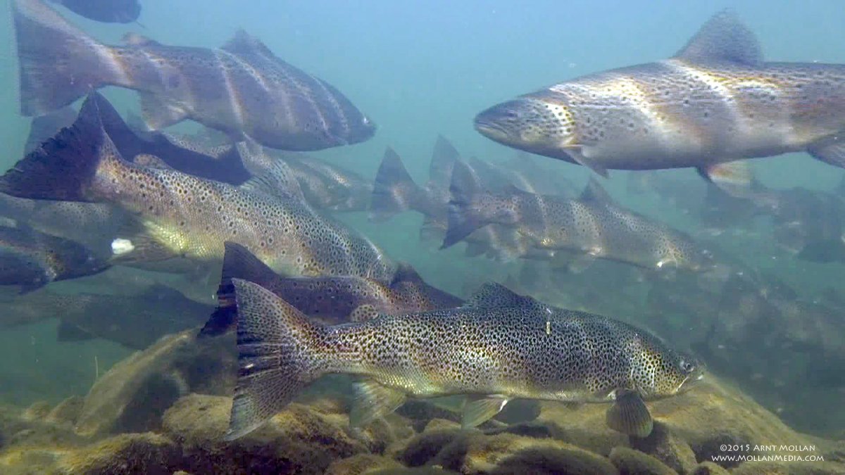 Амурский Верхогляд
