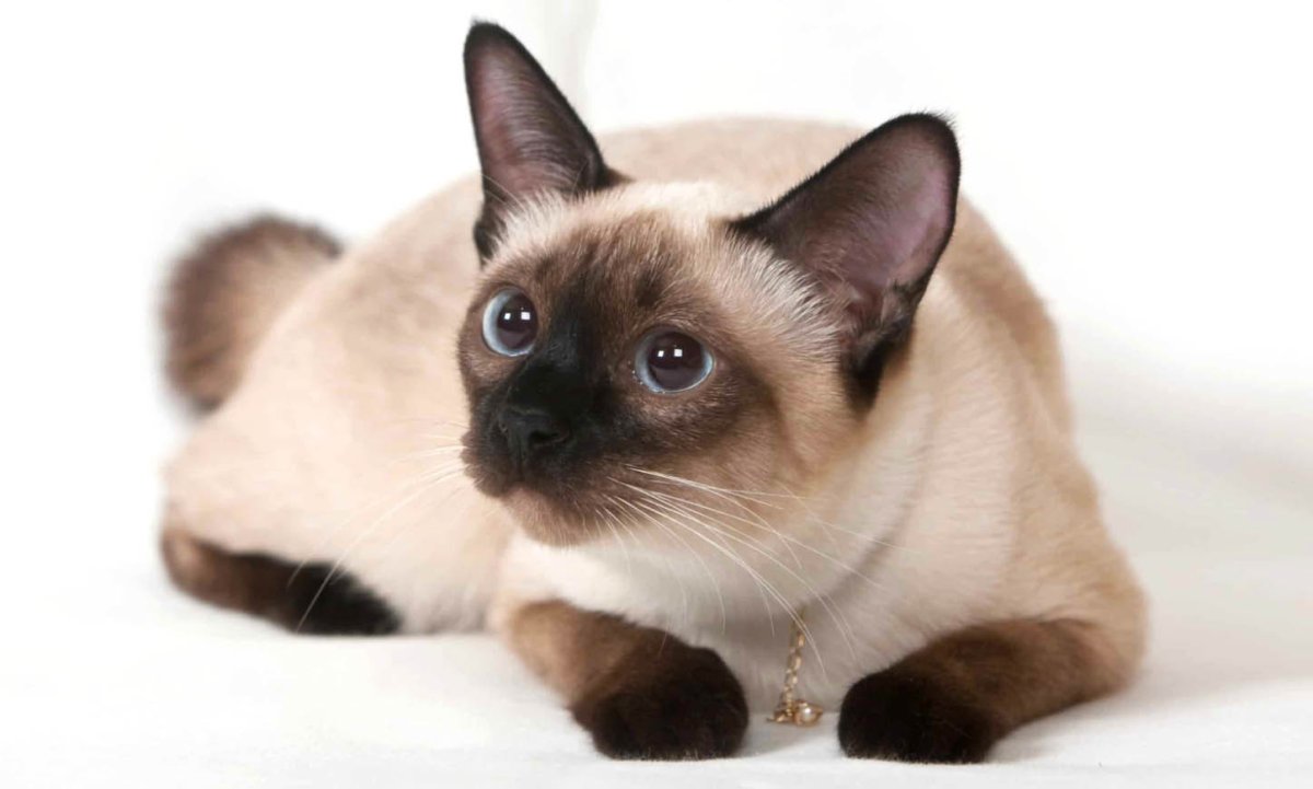 Сиамская кошка