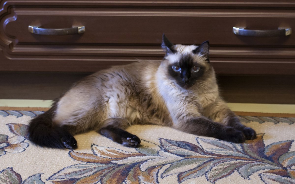 Сиамская кошка на диване