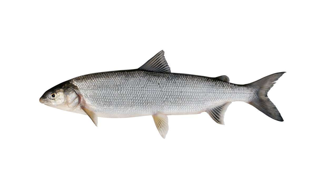 Голец куорский