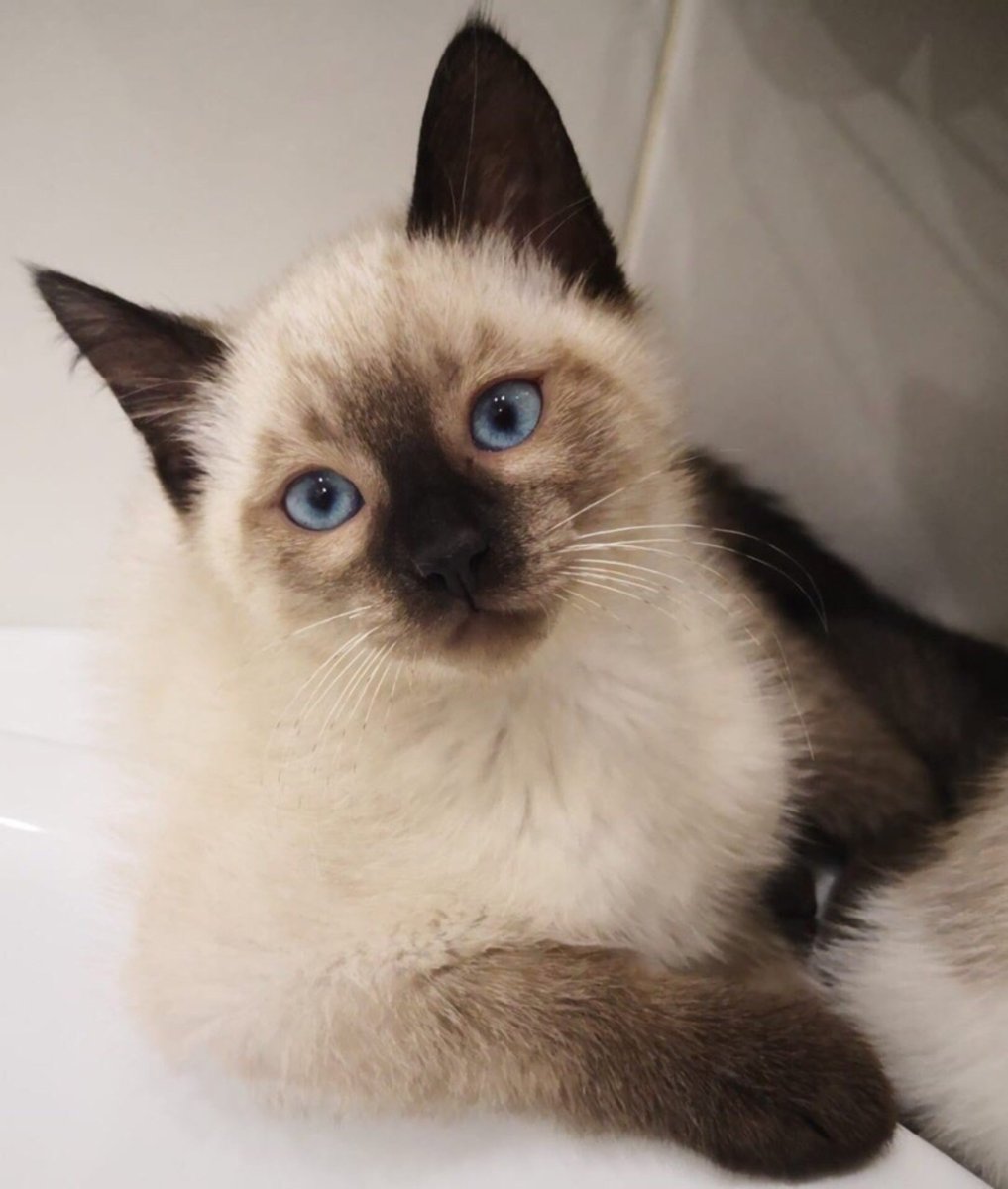 Сиамский кот метис