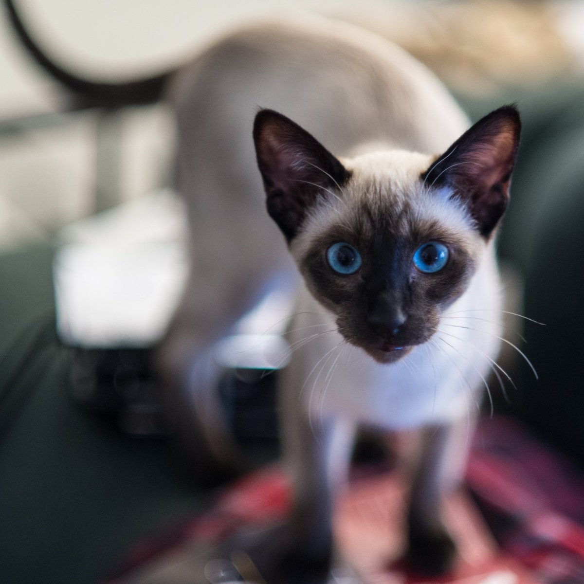 Тайский кот полосатый метис