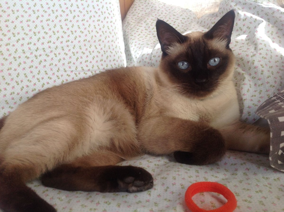 Метис Сиамская кошка Бомбейская