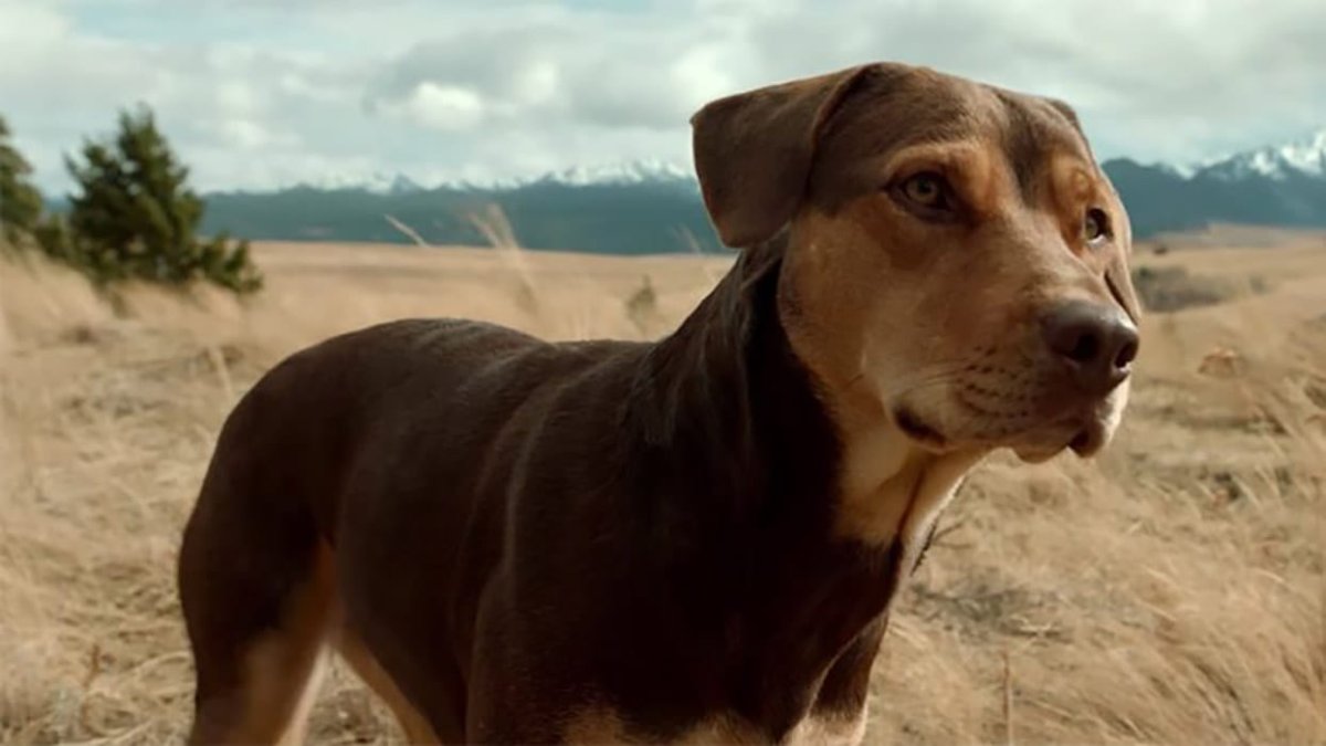 Немецкая овчарка Квазимодо