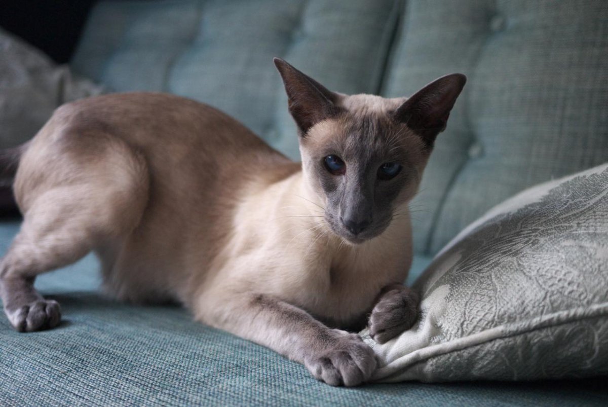 Разновидности сиамских кошек