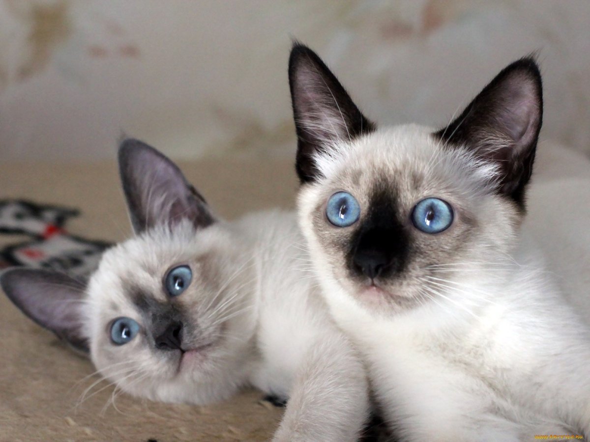Сиамские тайские котята