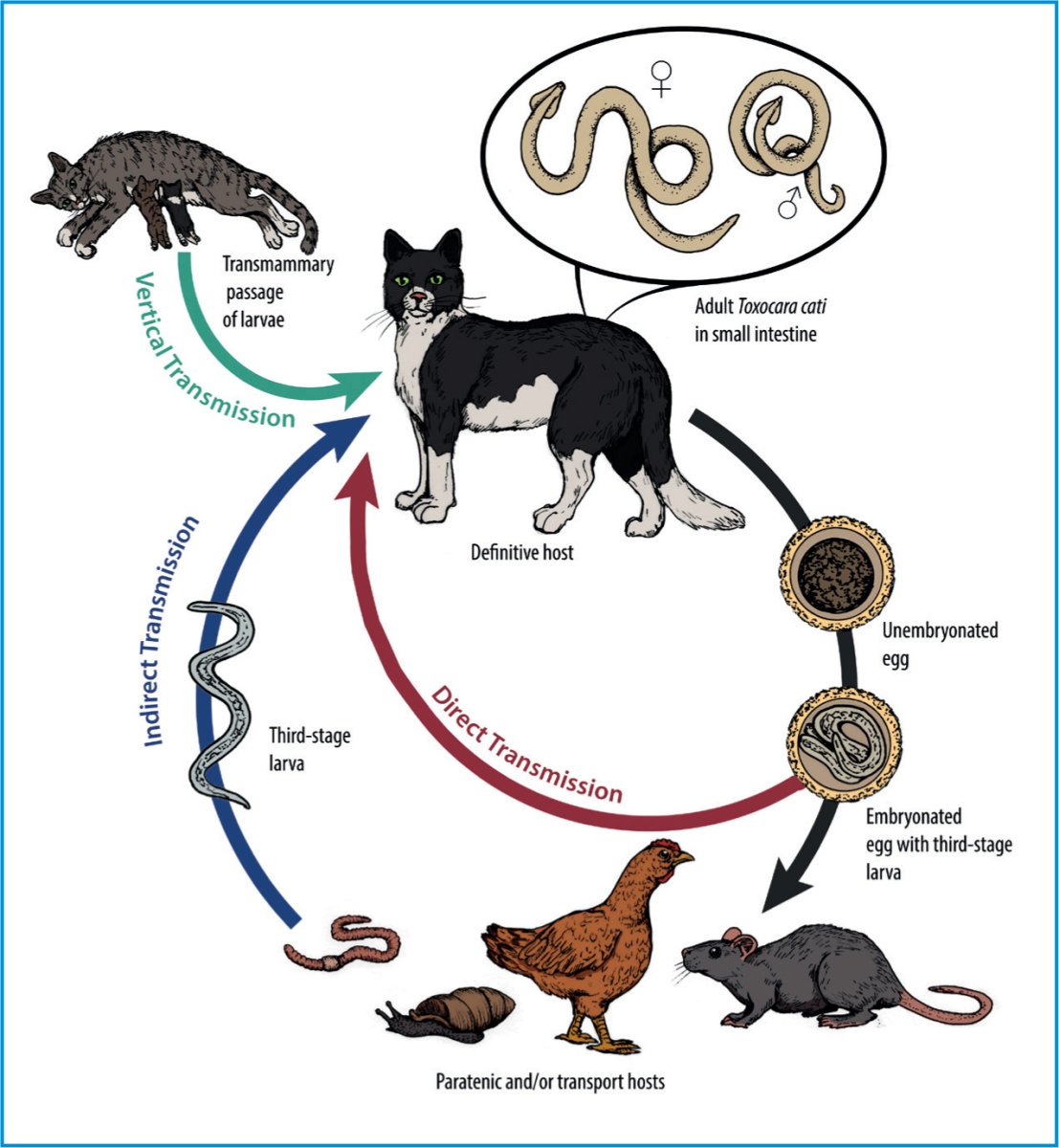 Жизненный цикл Toxocara Leonina