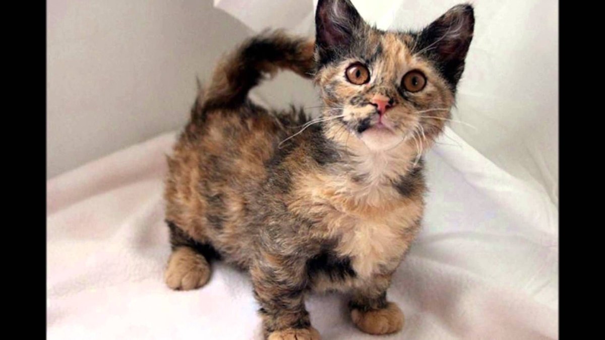 Скукум Манчкин