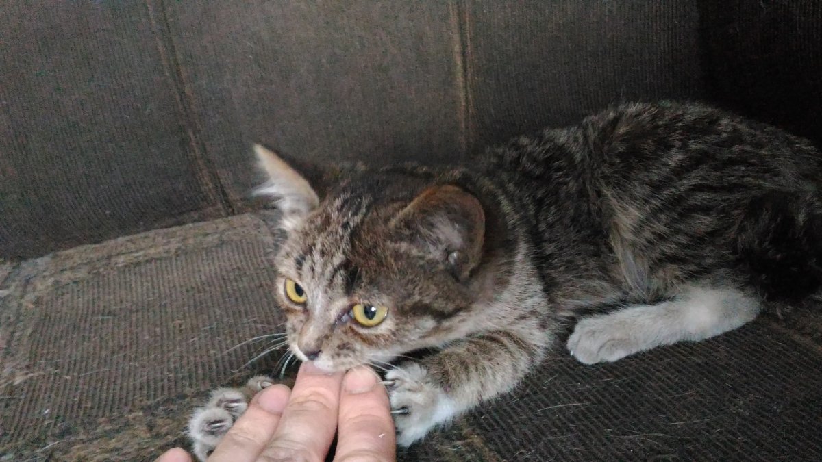 Карликовость у шотландских кошек