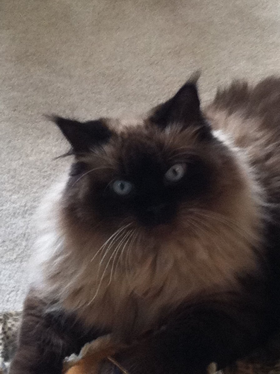 Метис персидской кошки и сиамского кота