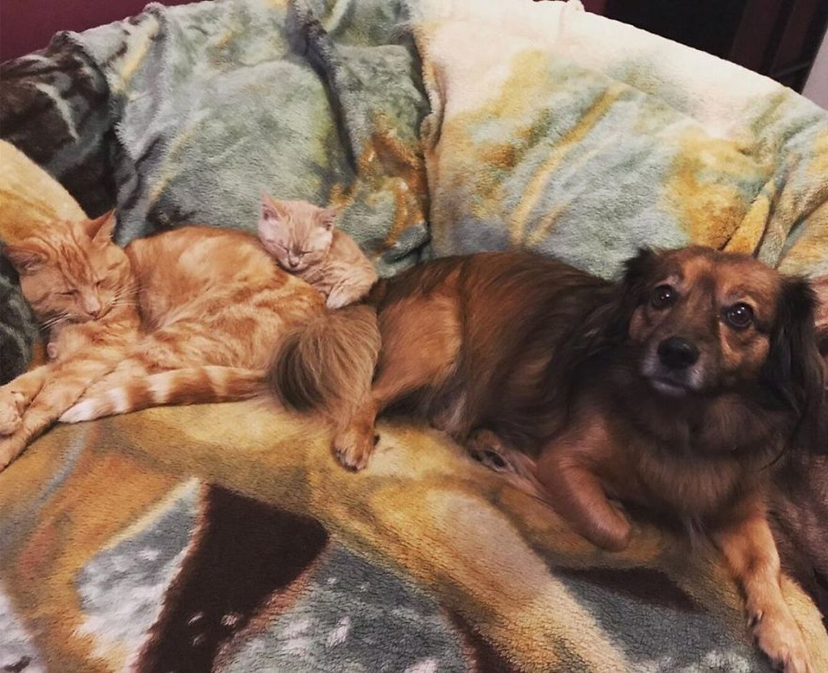 Котят в старости