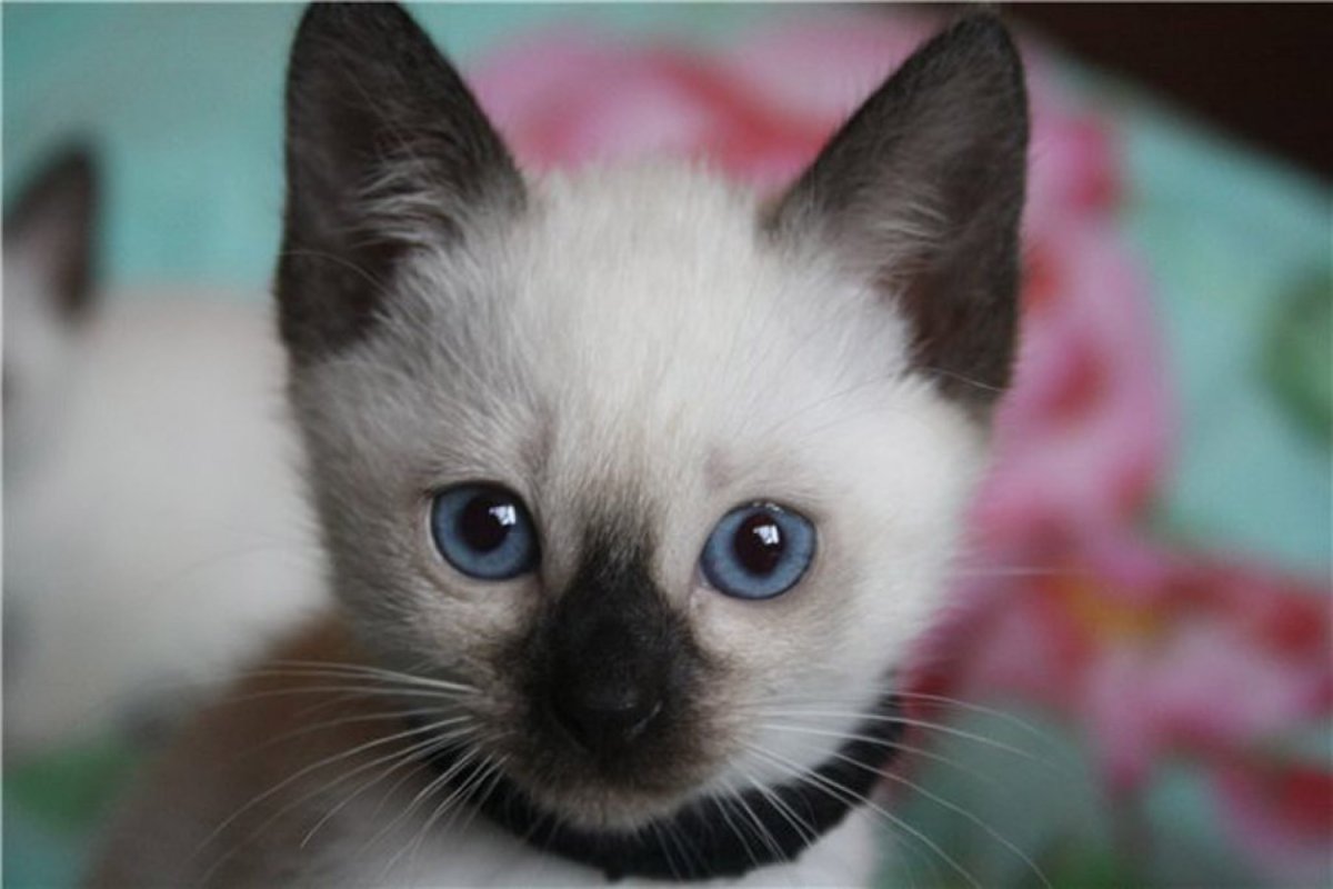 Имена для сиамских котов