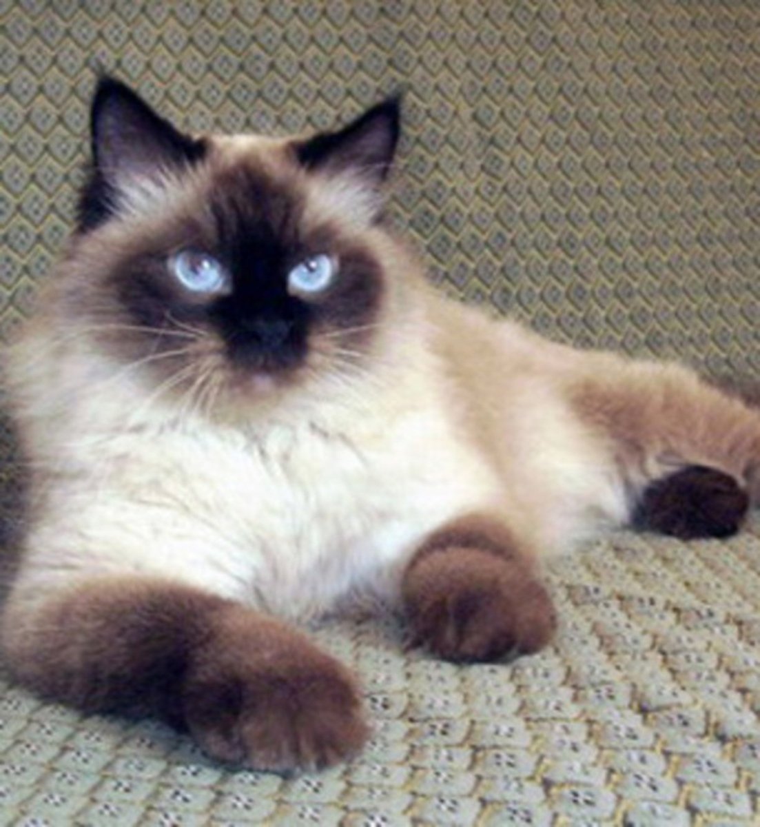 Невская маскарадная, Сиамская, тайская