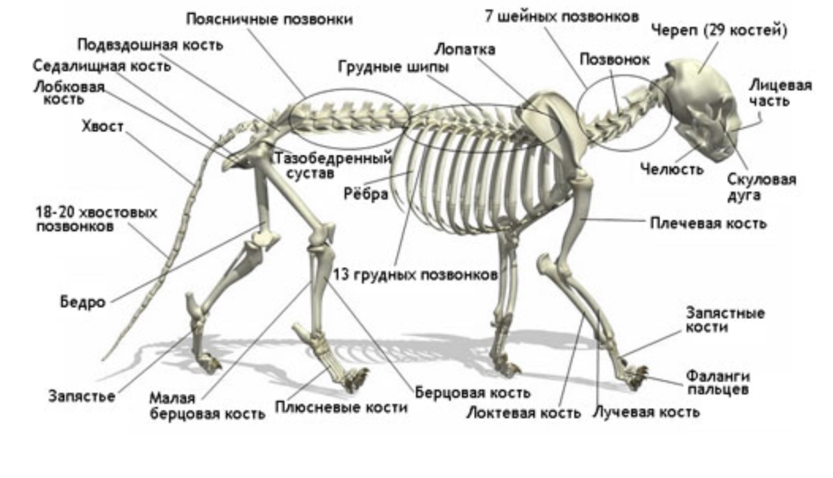 Строение скелета передних конечностей кошки