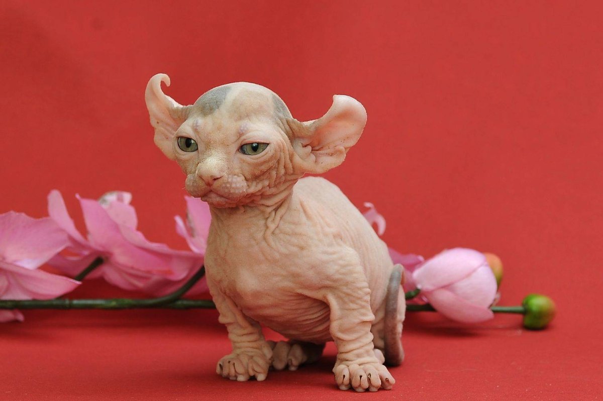 Канадский сфинкс Эльф