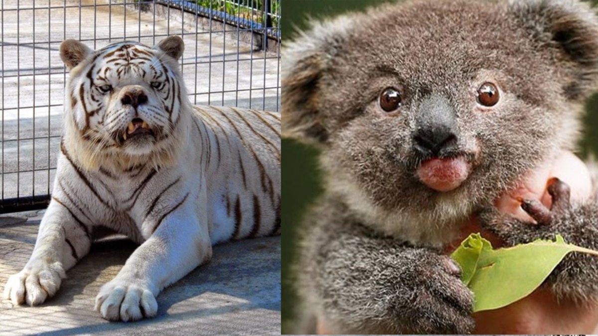 Животные с синдромом Дауна