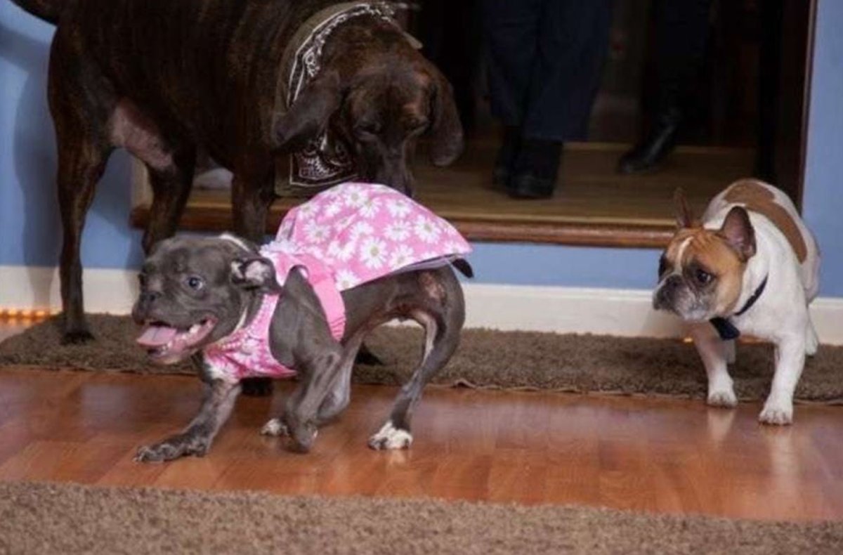 Карликовость у кошек