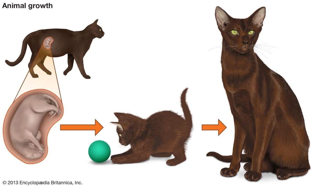 Модель развития кошки