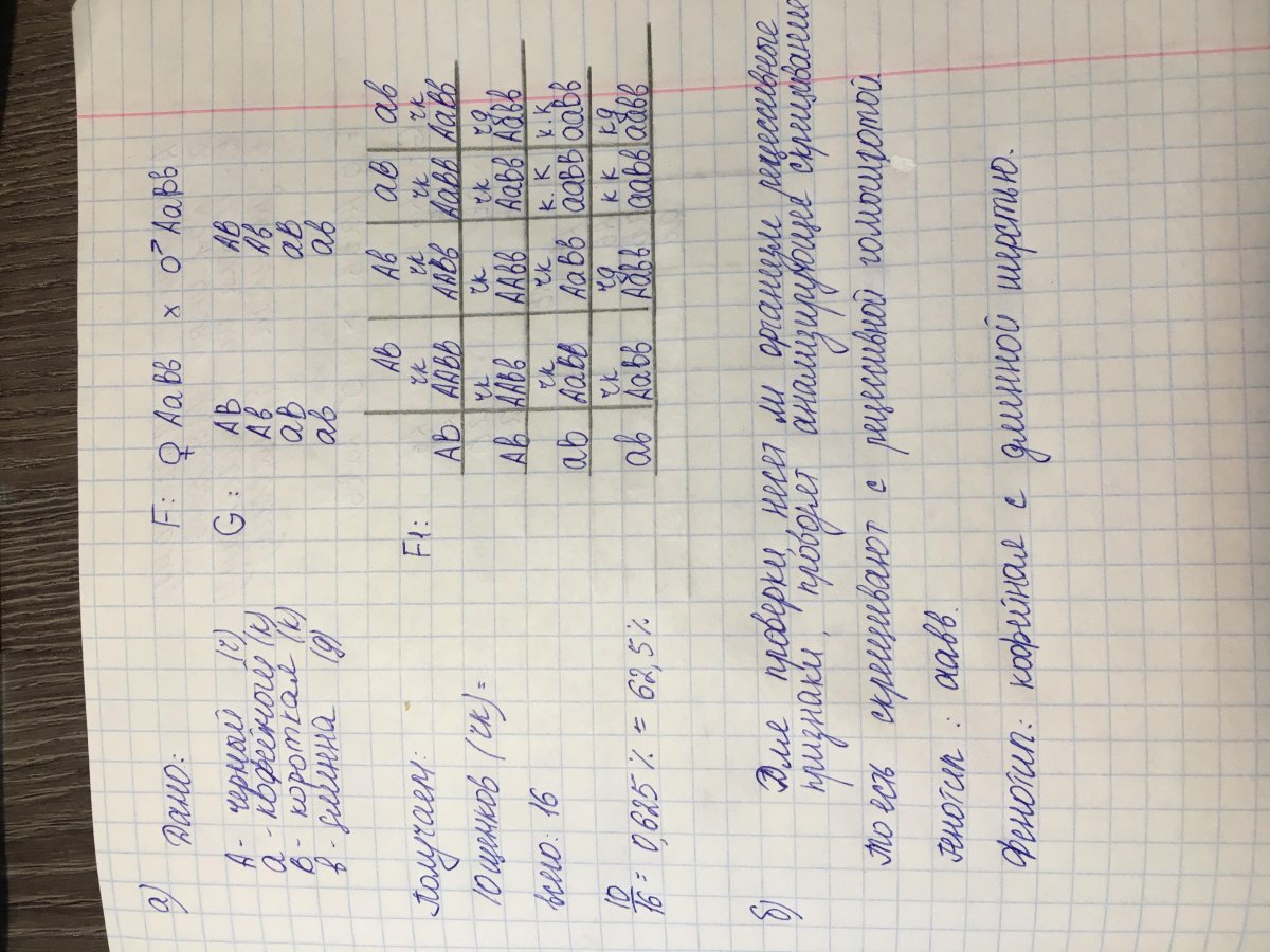 У собак черный цвет шерсти доминирует