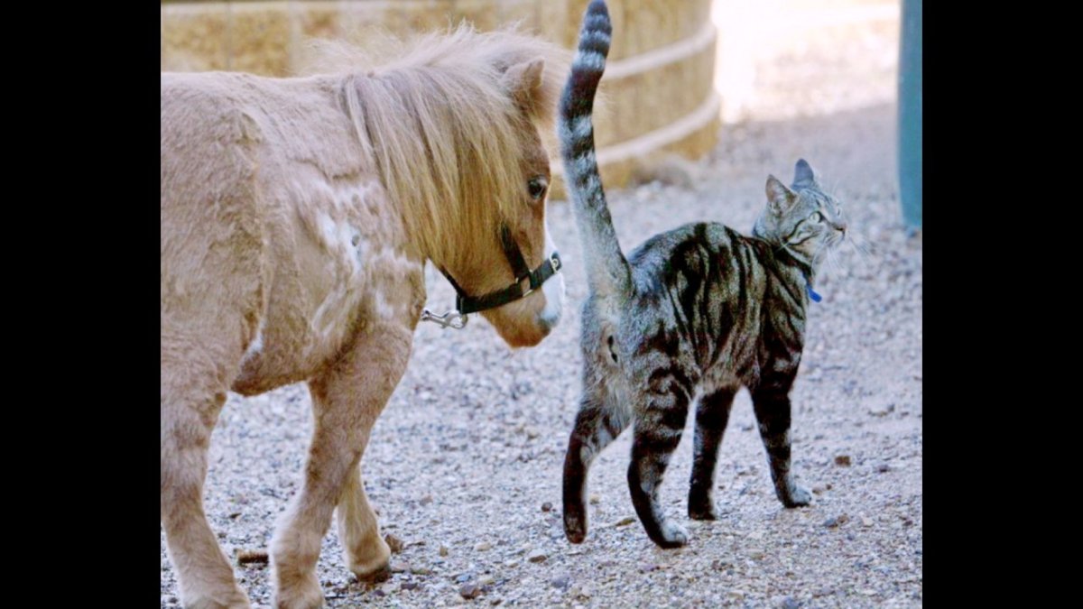 Лошадь величиной с кошку
