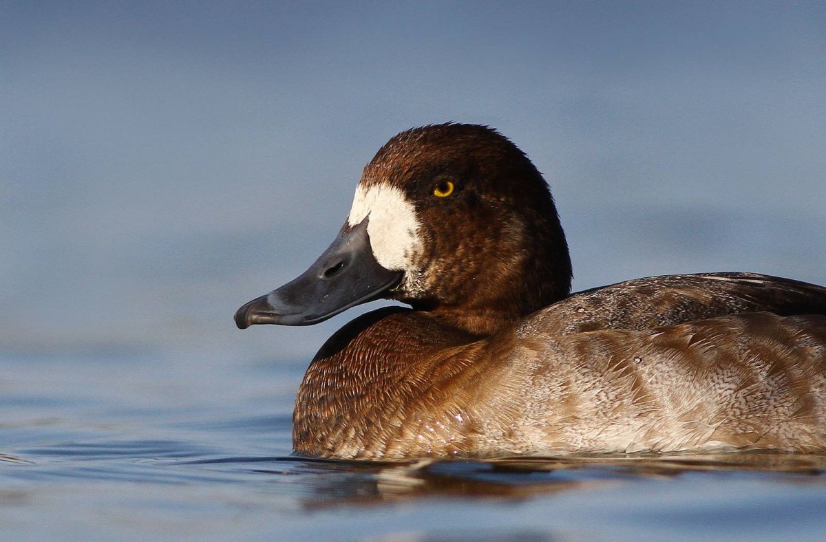 Морская чернеть чернети