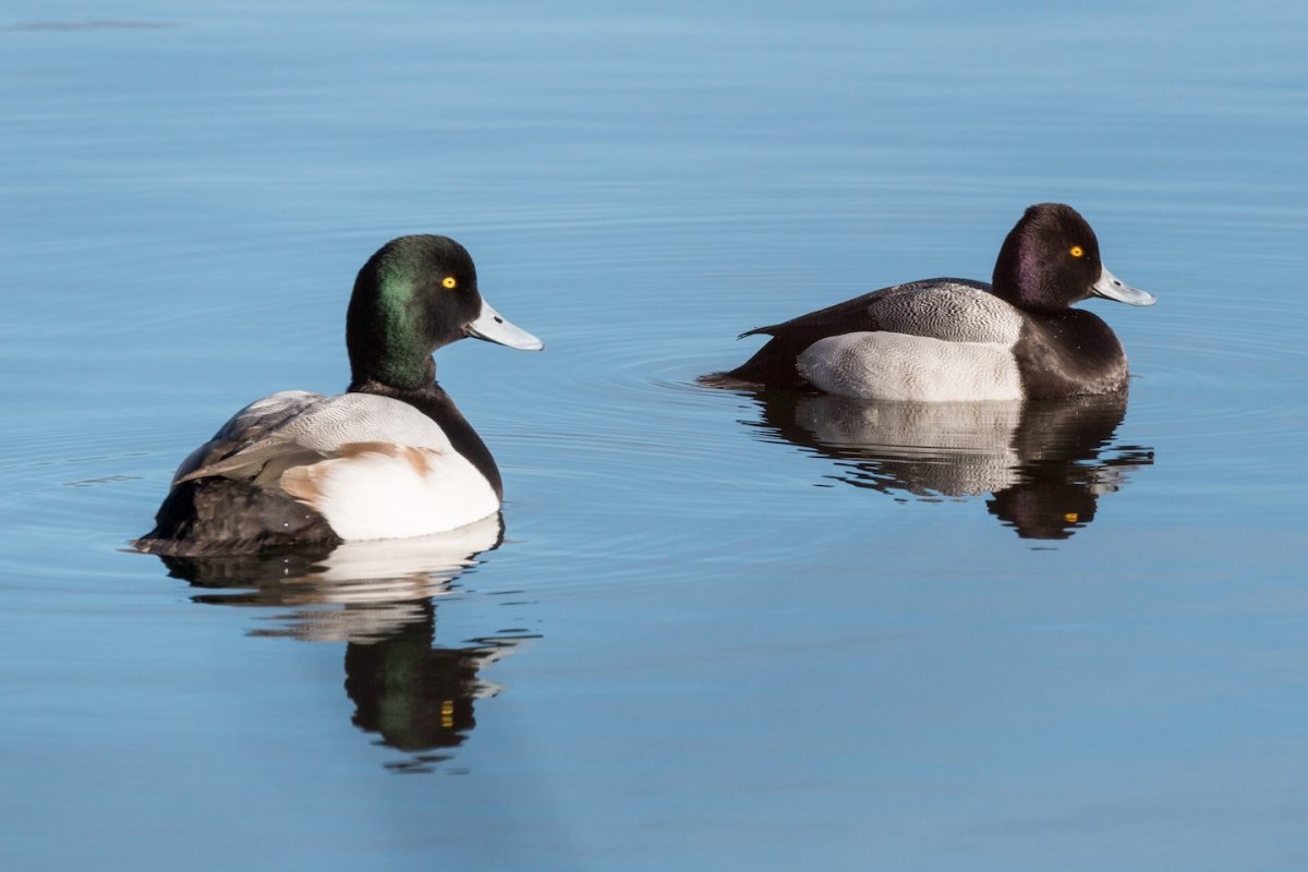 Чернеть утка гнездо
