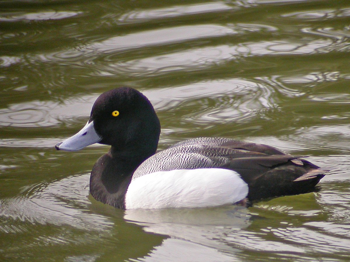 Морская чернеть утка