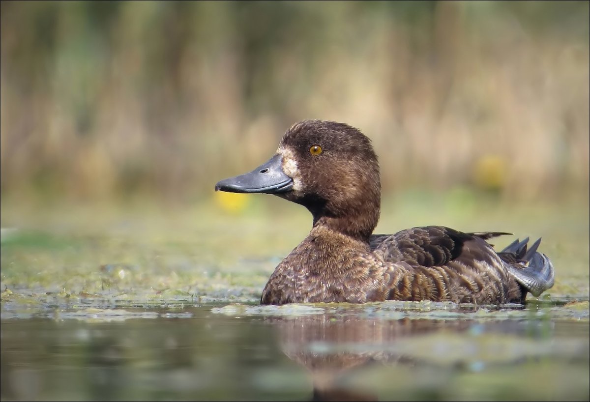 Морская чернеть утка осенью