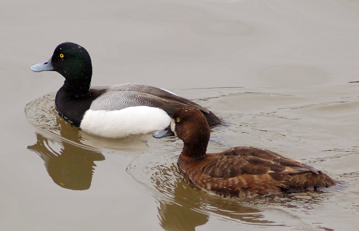 Морская чернеть самка
